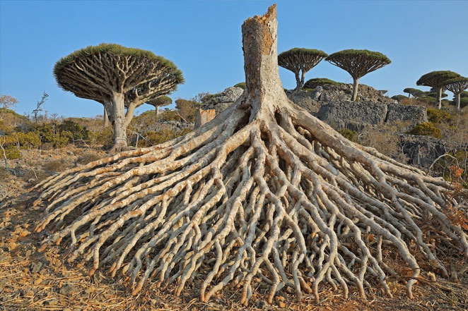 Tree Species Going Extinct