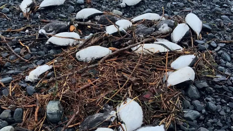 Mass Murre die-off in Alaska