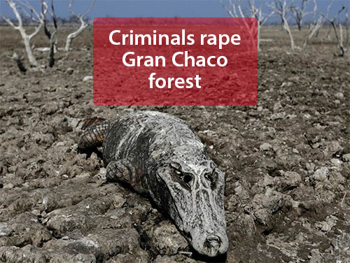 Illegal Loggers rape Gran Chaco forest to clear land for cattle