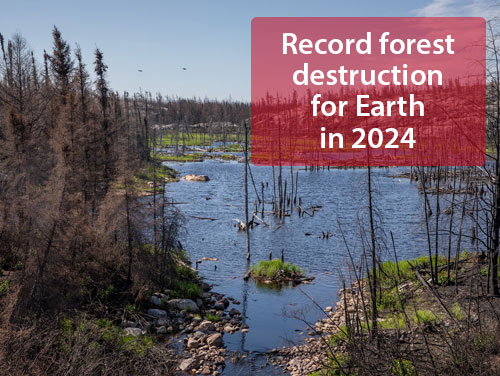 Global forest loss in 2024