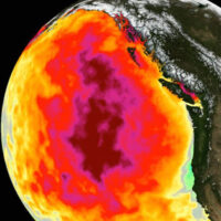 Pacific Blob returns to stay