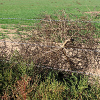 As global warming accelerates, hundreds of species of flora and fauna are moving North into new biomes. Some are obvious, some are not. In Canada, the pernicious kochia was previously confined to the southern prairies, but now it’s now rapidly spreading.