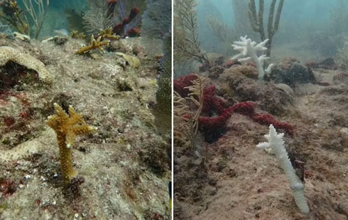 Florida Coral species collapse into extinctio
