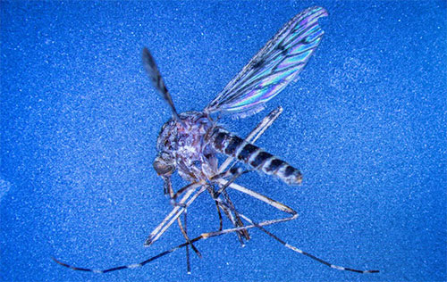 Mosquitos in Iceland are another indication of the rapid migration of many animals and plants toward cooler habitats