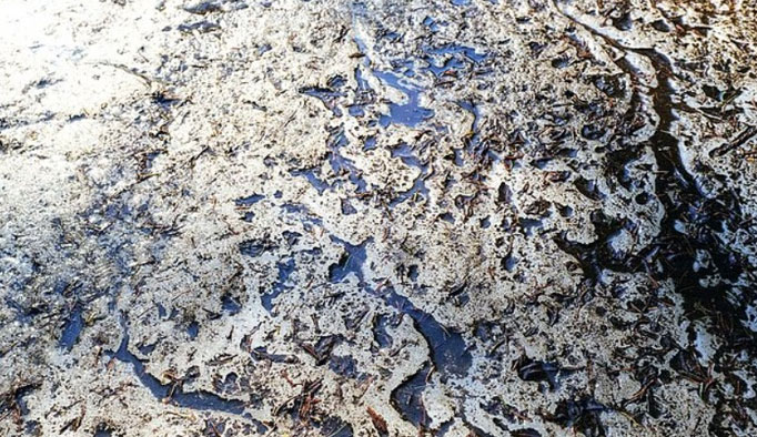 Microbes trapped in permafrost for tens of thousands of years emerge