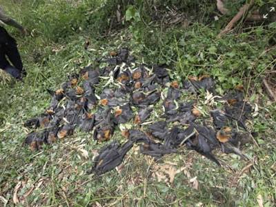 Flying fox mass dieoff Australia