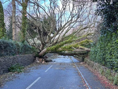 Mega Storms rips up channel island trees