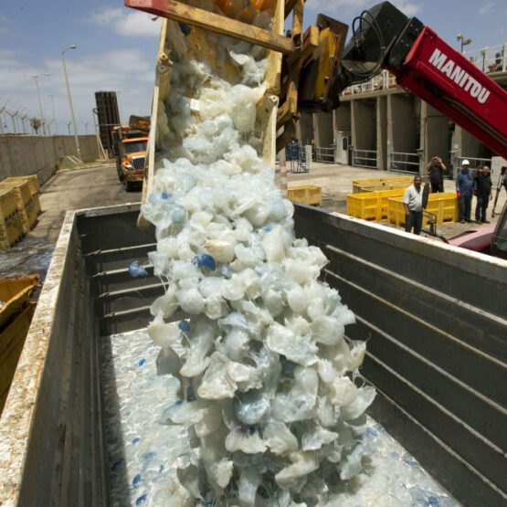 Jellyfish bloom shuts down 2 nuclear plants in France