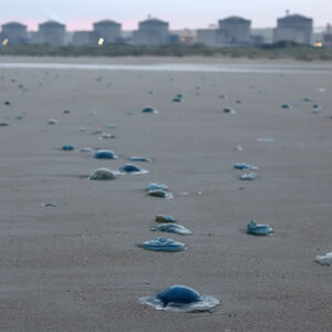 Jellyfish invasions increasingly shut down nuclear plants