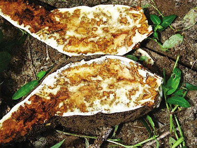 Global warming threatened critical cassava harvests in Africa