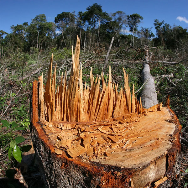 Global deforestation increases