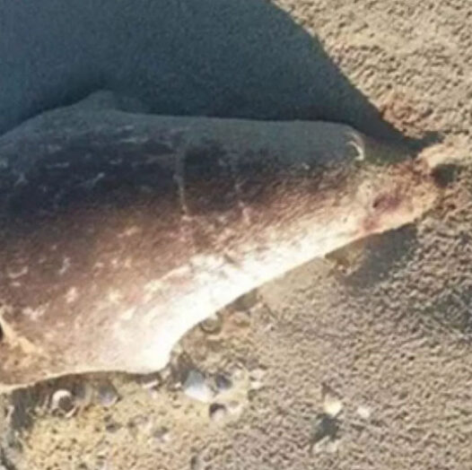 Caspian sea mass die-off