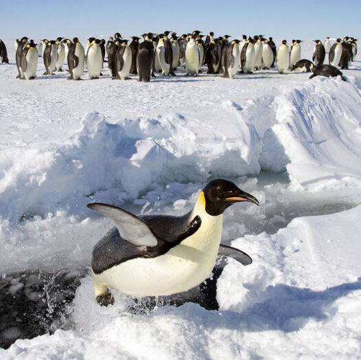 Emperor penguins now endangered species