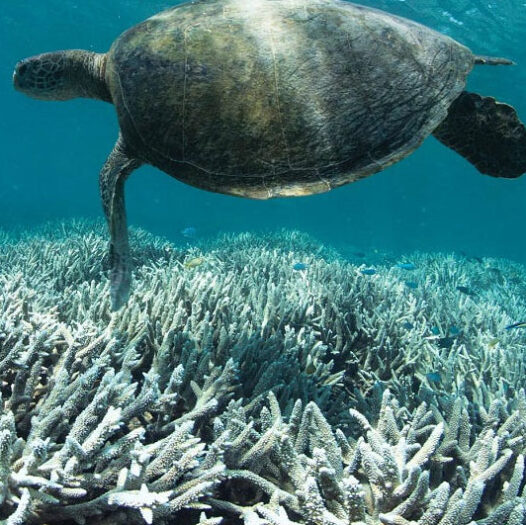 Global coral reef die off