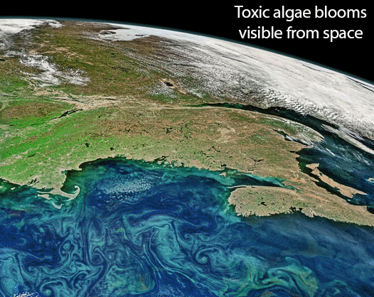 Toxic Algae Blooms are Visible From Space and already impacting coastal tourism around the world