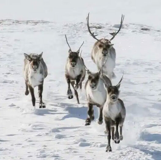 Species migration to the poles and to higher altitudes as the earth warms