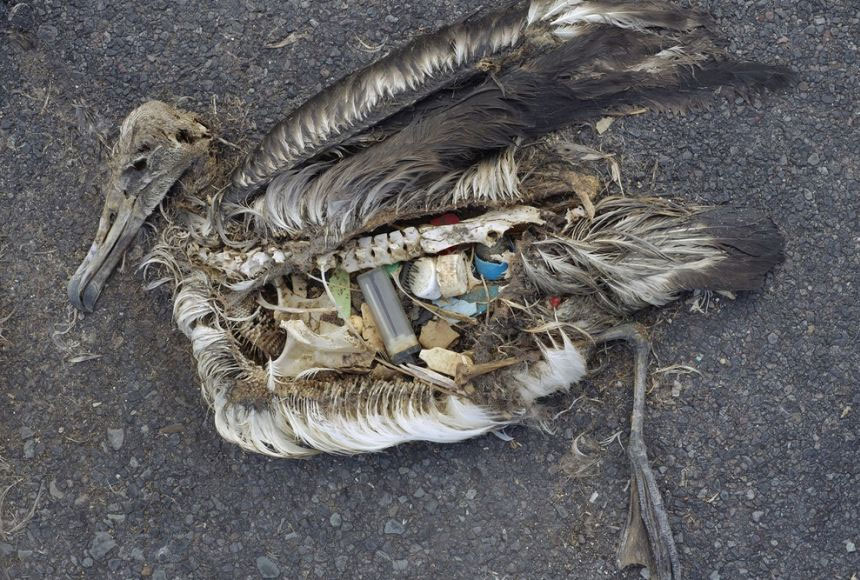Pacific trash vortex bird stomach