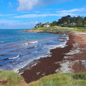 Red algae on Brittany Coast is part of a global problem