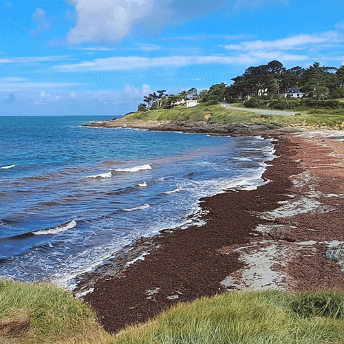 Red Algae mess comes to Breton coastline