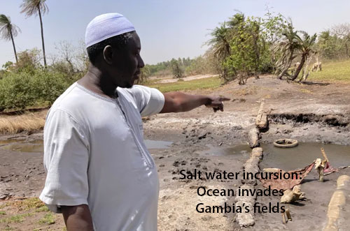 Gambia saltwater incursion as oceans rise
