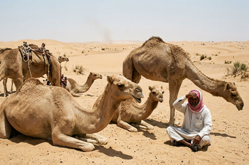 Camels dying of extreme heat