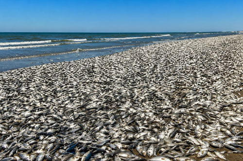 Mass marine mortality South Africa
