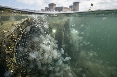 Jellyfish shut down gravelines nuclear reactor