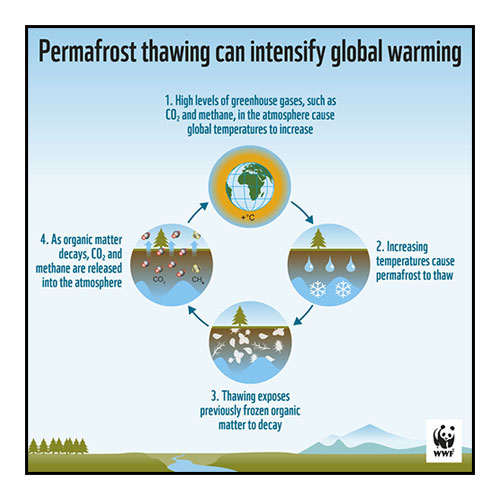 Methane permafrost feedback loop