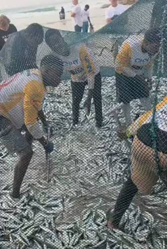 Sardine die-off south africa