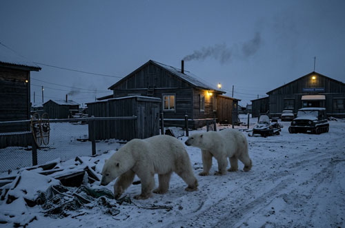 Bears attacking humans in Siberia