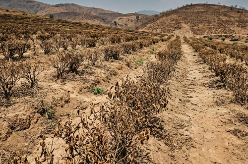 Kenya tea harvest failing