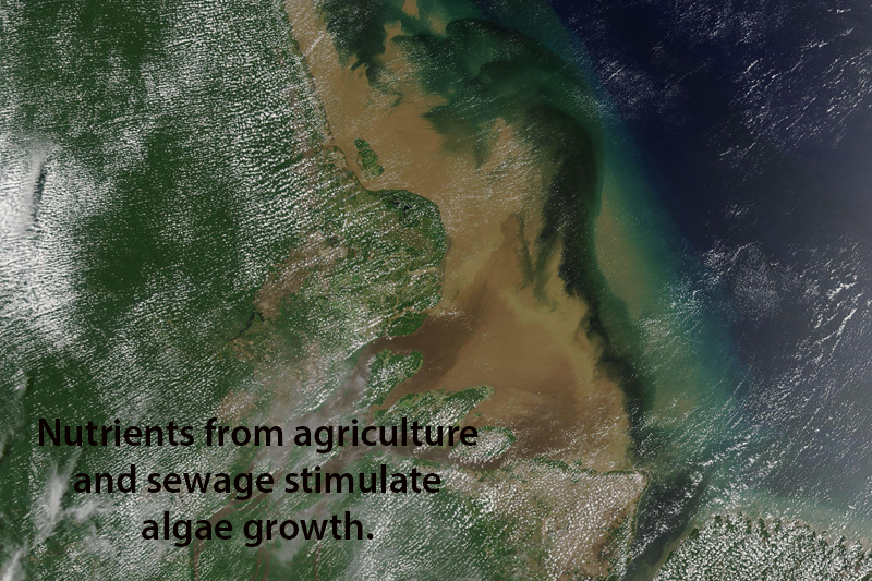 Sargassum algae growth