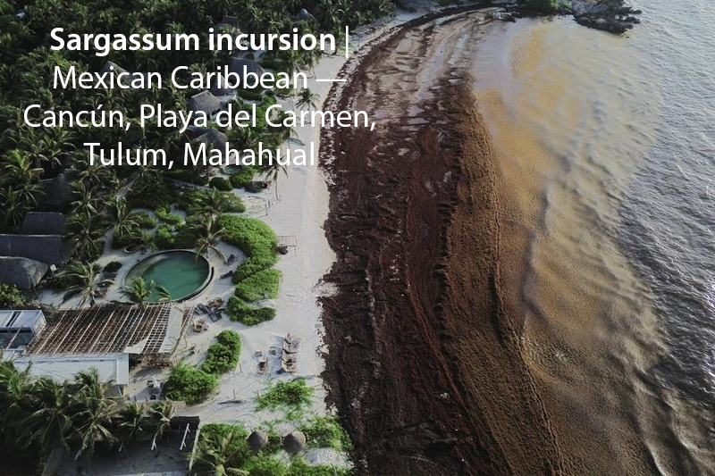 Sargassum Inundation mexico