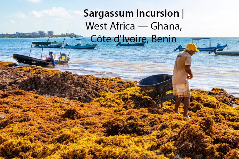 Sargassum inundation West Africa